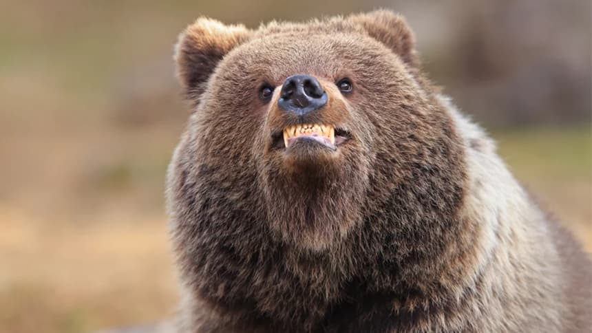 Close-up of a bear smiling.