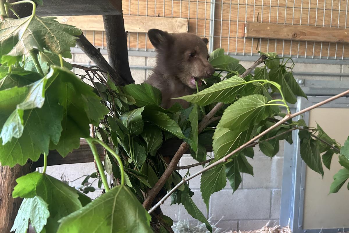 The rescued bear cub is seen perched in a leafy "tree" that has been constructed for it to climb.