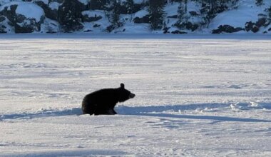 Black bear on ice.