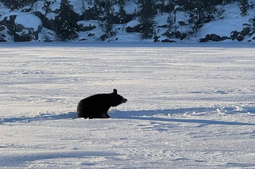 Black bear on ice.
