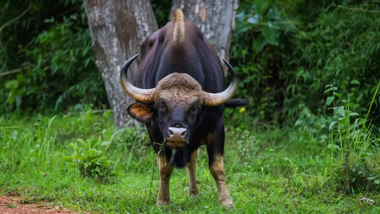 Bihar – Gaur (Indian bison)