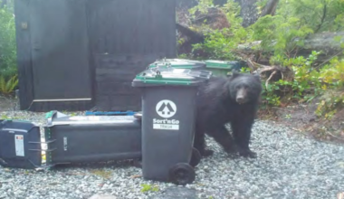 Tourist hotspot was BC's deadliest community for black bears in 2025