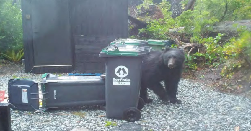 Tourist hotspot was BC's deadliest community for black bears in 2025