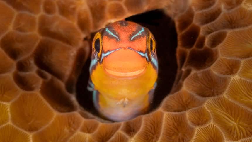 Close-up of an orange fish with stripes.
