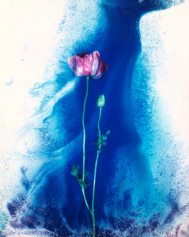 A pink poppy flower and a closed bud on green stems stand against a vibrant blue and white abstract background, creating a dreamy, ethereal effect.