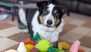 Some super-smart dogs can pick up new words just by eavesdropping