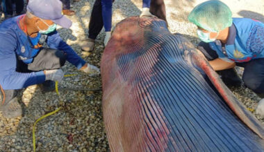 Bangkok Post - Omura’s whale drowned after separation from mother