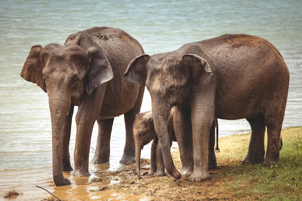 Asian elephant family with two adults and one baby stand on a river bank drinking. 