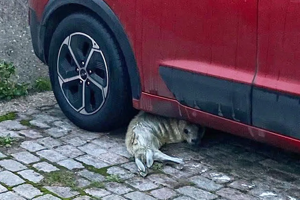 Marine and Wildlife Rescue/Facebook A seal pup under a car