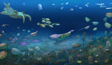 Stunning Fossil Site Reveals Life Rebounding After Major Extinction Event : ScienceAlert