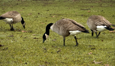 Help Park Board prevent Canada Geese nesting on private property