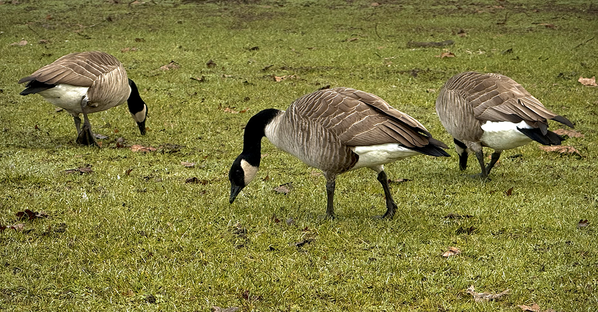 Help Park Board prevent Canada Geese nesting on private property