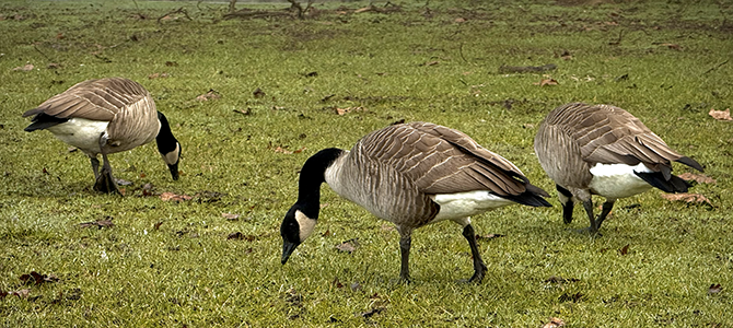 Three Canada geese walking around in the green grass