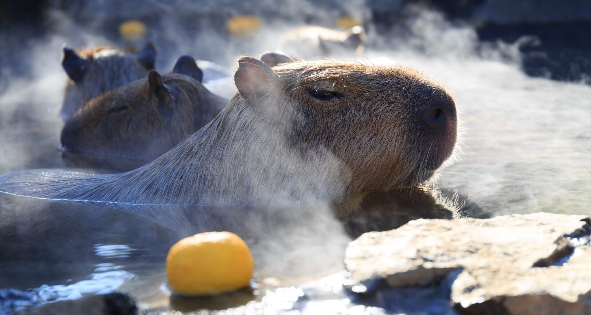 Meet the Gorgeous Winner of Japan's Capybara Bath Contest