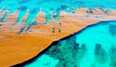Caribbean Sea Covered By Sargasso Algae