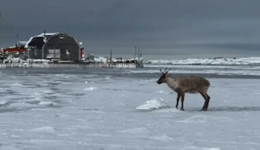 Fishermen Help Rescue Caribou Trapped in Sea Ice in Port au Choix