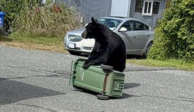 Vancouver Island sees increase in number of black bears killed in 2025 compared to 2024