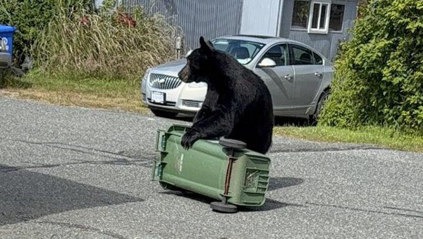 Vancouver Island sees increase in number of black bears killed in 2025 compared to 2024