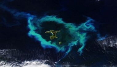 Blooming Seas Around the Chatham Islands