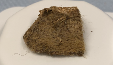 a chunk of hair-covered animal flesh sits on a white plastic pedestal