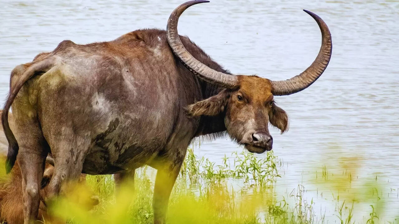 Chhattisgarh – Wild buffalo