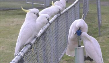 A group of cockatoos wait on a fence while two cockatoos drink from a water fountain.