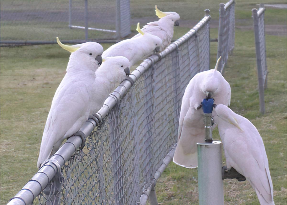A group of cockatoos wait on a fence while two cockatoos drink from a water fountain.
