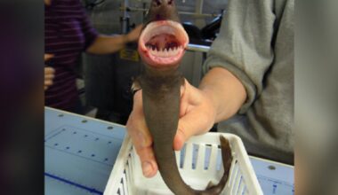 Scientists Solved the Mystery of the Shark That Bites Perfect Circles