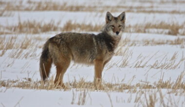 Trappers report population boom, mange infection, as fur market collapses - PortageOnline.com