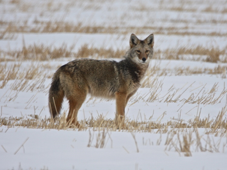 Trappers report population boom, mange infection, as fur market collapses - PortageOnline.com