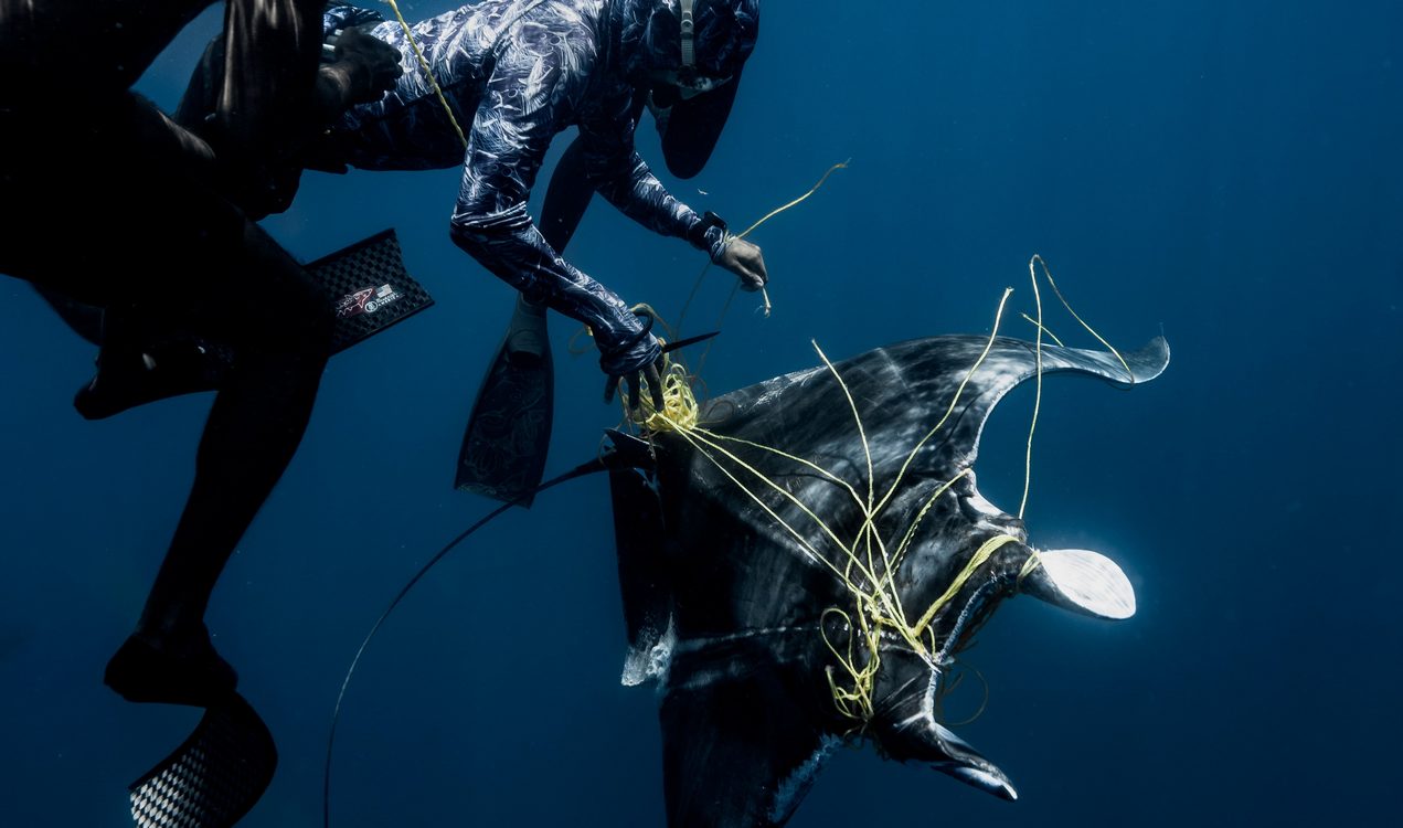 Divers Rescue Ray Tangled in Deadly Fishing Line–Once Freed, Encircled Them with a ‘Thank you'
