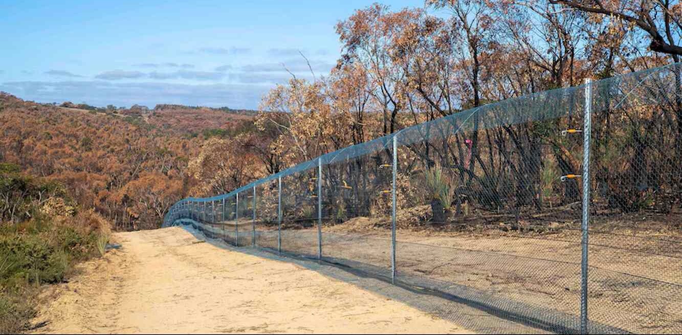 Endangered Species Are Bouncing Back to 90% on Kangaroo Island Thanks to Predator-Proof Fence