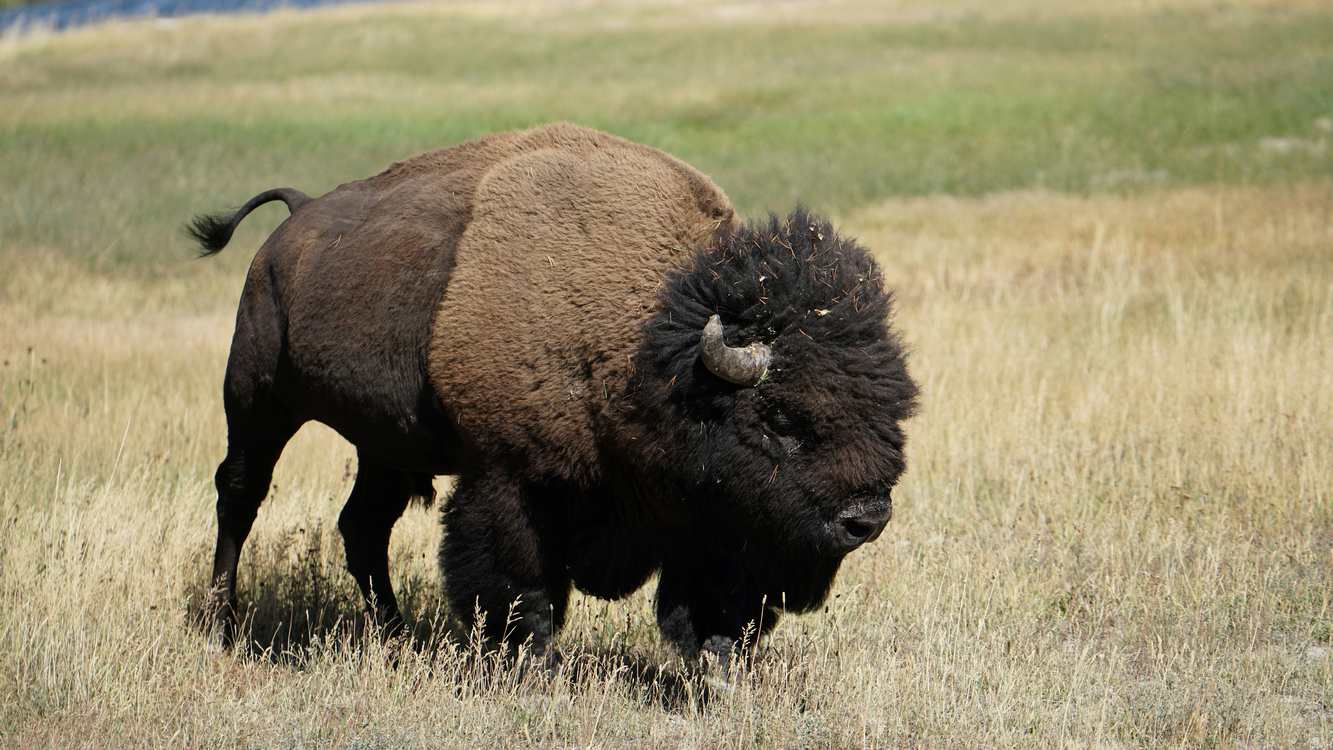 Bison Return to Illinois Prairie to the Sounds of Drumming After 200 Years of Absence