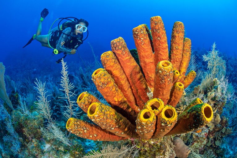 A diver swimming behind a yellow tube sponge on a coral reef.