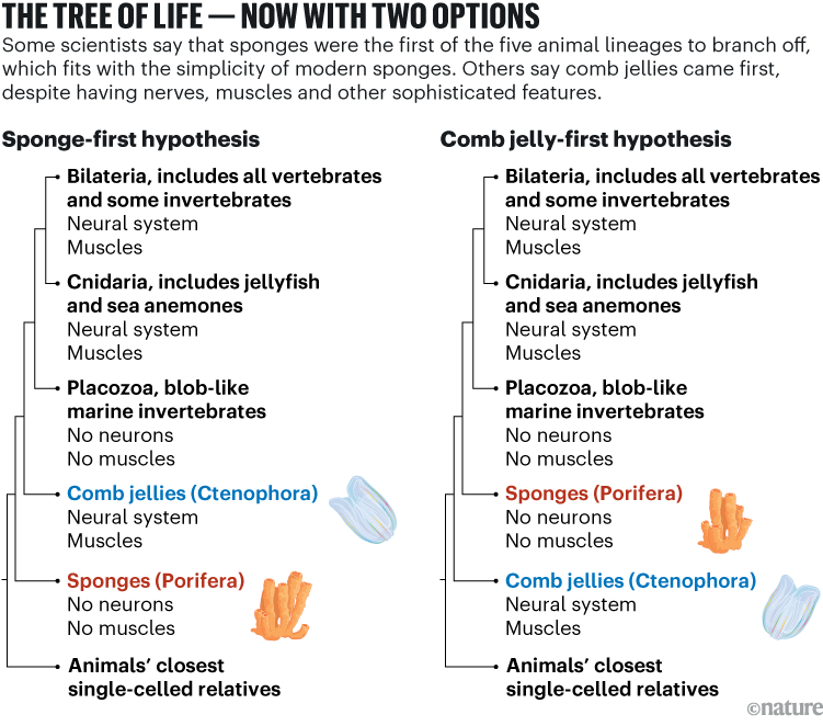 THE TREE OF LIFE – NOW WITH TWO OPTIONS: A side-by-side diagram of two competing animal family trees, showing how understanding of evolutionary relationships changes depending on whether sponges or comb jellies are considered the earliest-branching animal lineage.