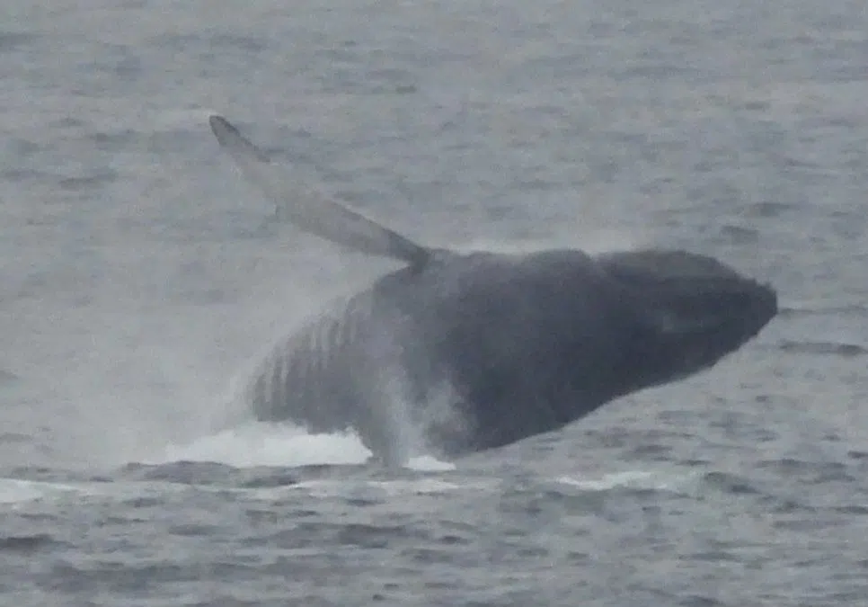 Whale sightings surge throughout Nanaimo, mid-Island area  | NanaimoNewsNOW