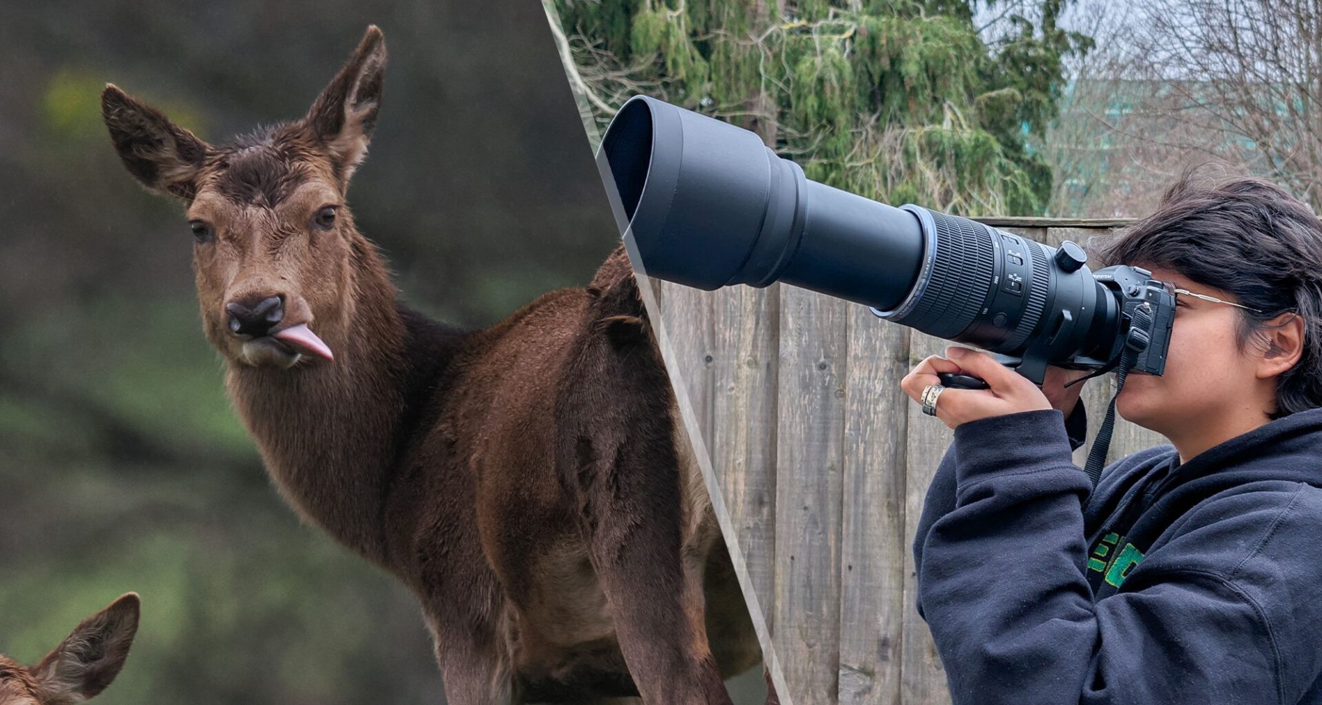 ‘Near-perfect for wildlife photographers’: why the OM System OM-1 Mark II is a great step-up from smartphone photography