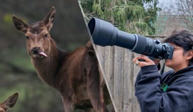 ‘Near-perfect for wildlife photographers’: why the OM System OM-1 Mark II is a great step-up from smartphone photography