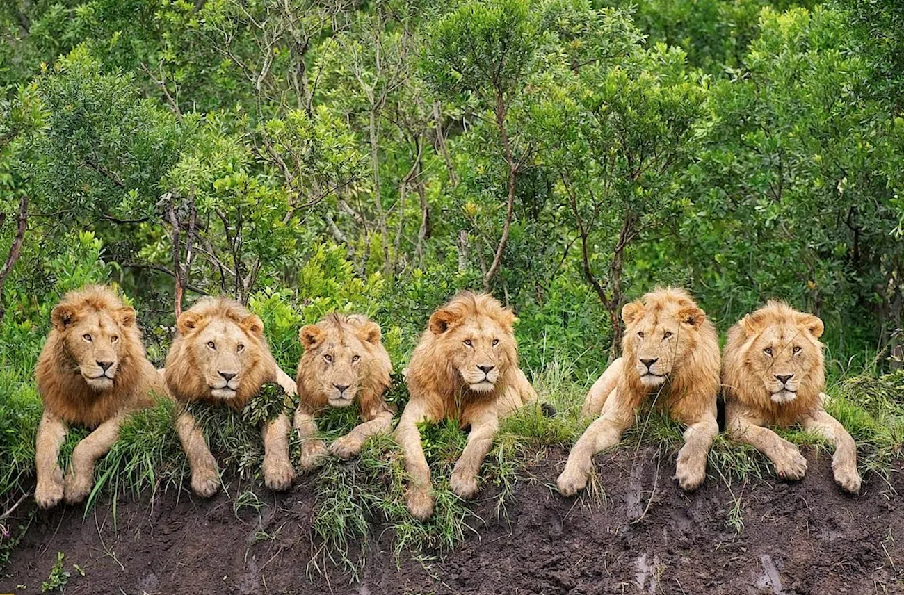 Lion Photo by Daniel Dolpire