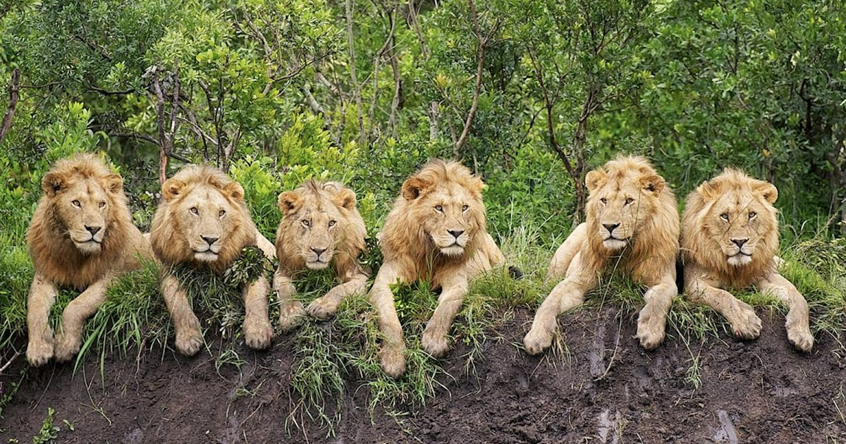 Story Behind Six Lions Relaxing at Serengeti National Park