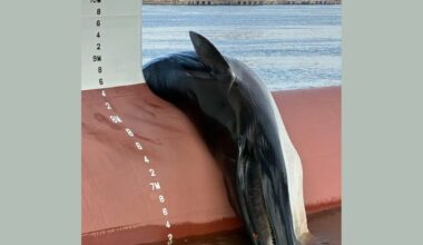 Authorities Investigating Gruesome Death of Whale Found on a Ship in New Jersey