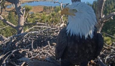 A Big Bear eagle egg has been lost, but hope for more eggs remains – NBC Los Angeles