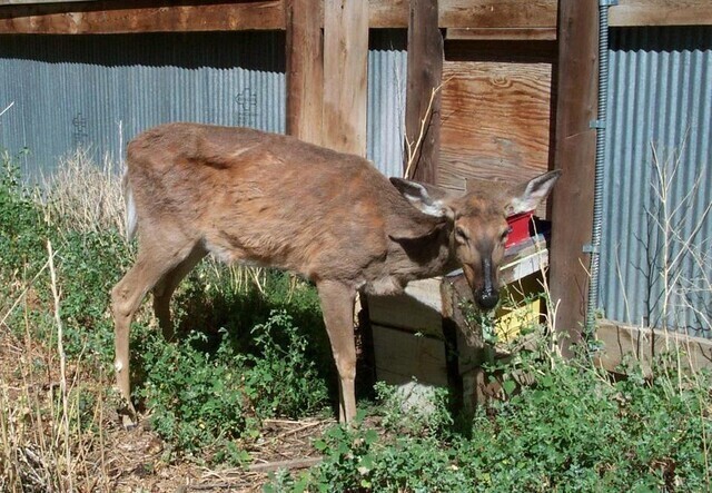 A deer showing signs of Chronic Wasting Disease.