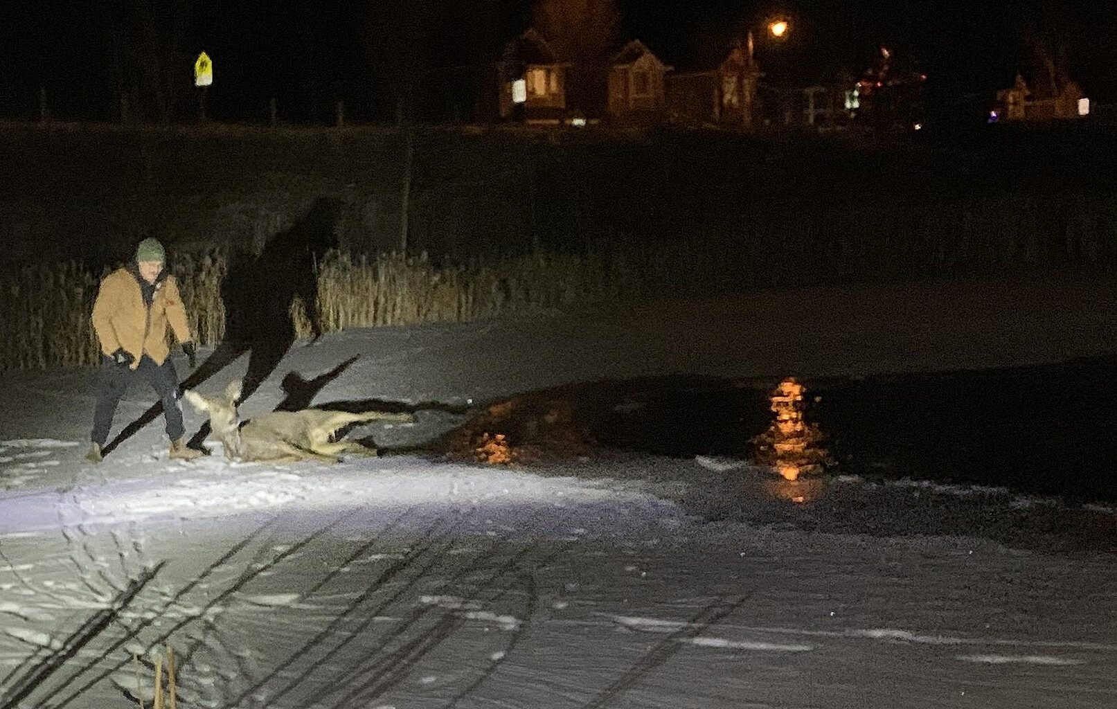 Deer rescued from icy storm pond near Bow Valley High