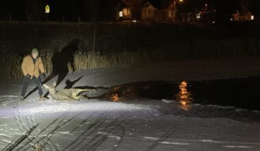 Deer rescued from icy storm pond near Bow Valley High