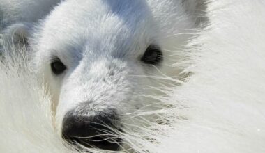 ‘Bear-dar’ technology tested in Arctic to spot polar bears