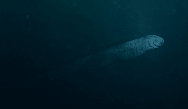 Diver Stumbles Upon Rare Deep Sea Creature Just Off California Coast