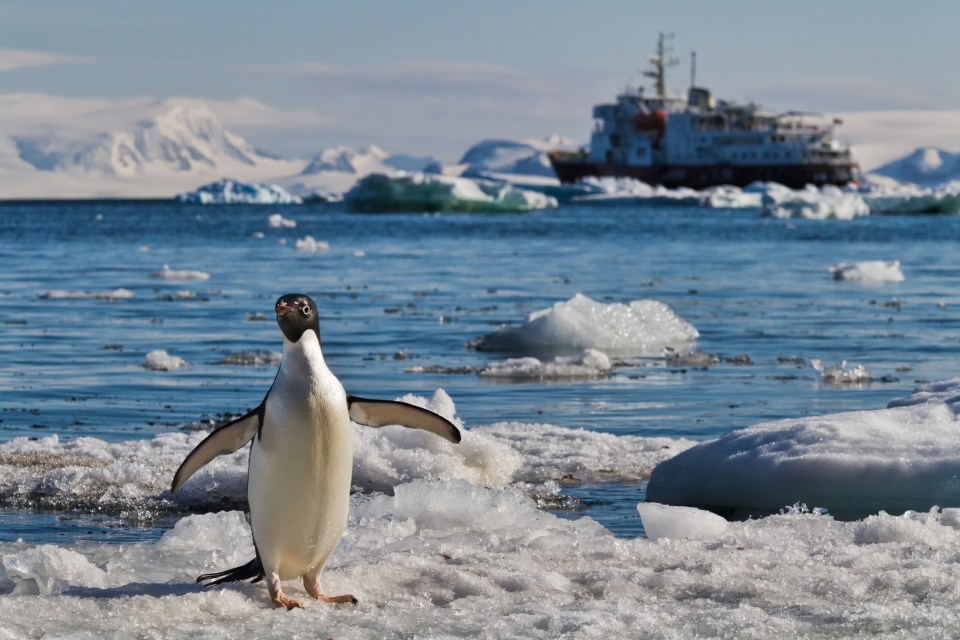 A penguin on Devil Island, Antarctica. Steve Gould/Dreamstime