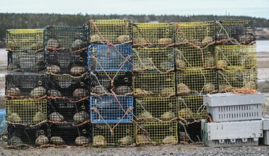 Nova Scotia lobster industry surprised, elated by suspension of Chinese tariff