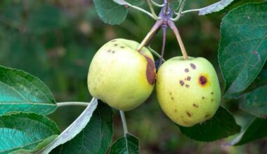 Sterile insect program helped protect Okanagan orchards, but more can be done